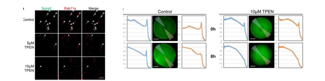 TPEN 처리에 의해 세포질 및 세포피질내의 Spire의 localization에 이상이 생기는 것을 확인함