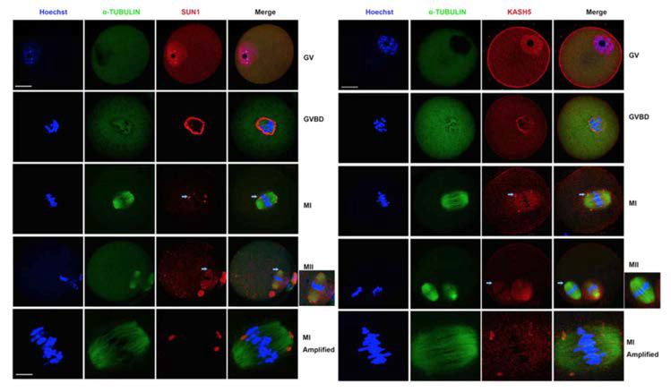 SUN1 및 KASH가 난자 성숙동안 핵막 및 방추사에 위치함을 확인함