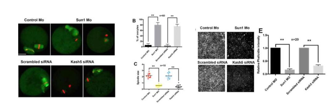 SUN1 및 KASH5 의 낙다운에 의해서 난자의 방추사 형성이 억제되며, 세포질 내 액틴의 수준이 감소함을 확인함