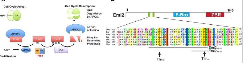 Emi2 에 의한 감수 분열 재개의 기전 (좌) 및 Emi2 의 도메인 구조와 PLK1 의 폴로박스 결합부위. 화살표로 표시된 쓰레오닌 (Thr) 잔기는 인산화되는 부분을 나타낸다