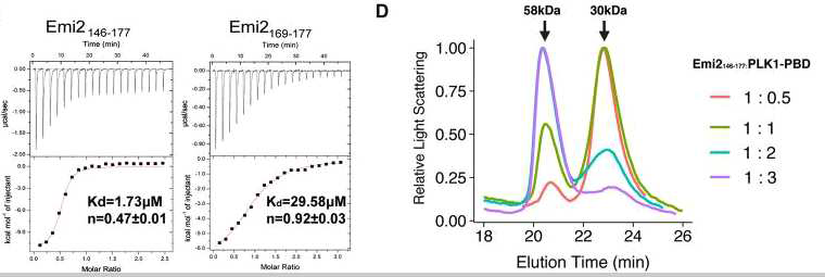 Isothermal titration calorimetry (ITC) 및 multi-angle light scattering (MALS)에 의한 Emi2 와 PLK1 유래의 폴로박스 도메인의 결합력 측정