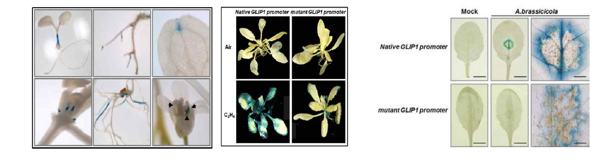GLIP1 프로모터-GUS 형질전환식물체의 발달 및 병원균 처리에 의한 GUS 발현 관찰