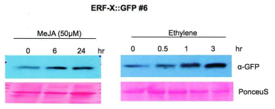 MeJA과 ethylene에 의한 ERF-X 단백질의 발현 양상
