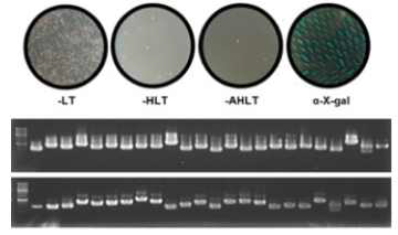 ERF-X의 상호결합 단백질을 찾기 위한 Y2H screening 수행