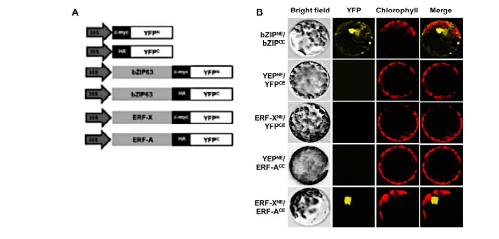 BiFC를 이용한 ERF-X와 ERF-A의 in vivo 상호결합 조사
