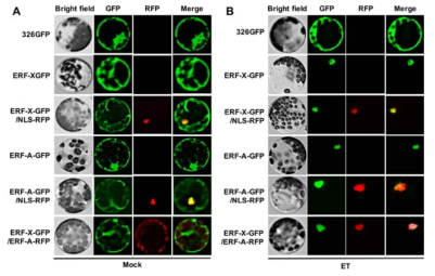 ERF-X와 ERF-A 단백질의 세포 내 위치 조사
