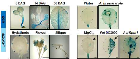 pCRK36:GUS 식물체에서 발달 단계별, 병원균 처리 후 CRK36 발현 조사