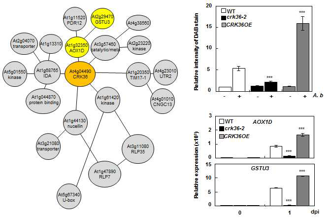 CRK36의 유전자 네트워크 분석(좌)과 A. brassicicola 처리 후 활성산소 관련 유전자의 발현 분석