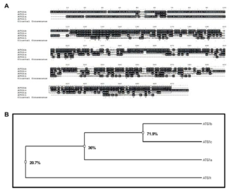 애기장대 ATG1 family의 아미노산 서열 분석