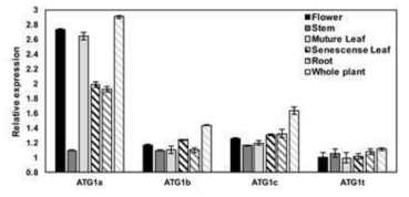 ATG1 유전자들의 기관별 발현 패턴 분석