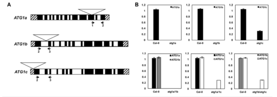 ATG1 유전자의 염기서열 모식도 (A)와 돌연변이체의 선별 (B)