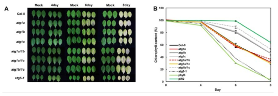 암처리에 의한 ATG1 식물체의 노화 표현형 (A)과 chlorophyll 함량 분석 (B)