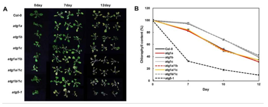 탄소 영양결핍에 의한 세포사멸 관찰 (A)과 chlorophyll 함량 측정 (B)