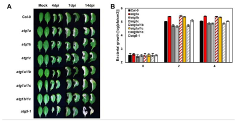 ATG1 family 돌연변이체에 Pst DC3000 (avrRpm1) 처리 후 표현형 관찰 (A) 및 bacterial growth 분석 (B)