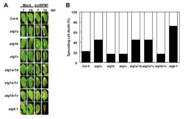 Pst DC3000 (avrRpm1)이 처리된 ATG1 식물체의 세포사멸 분석