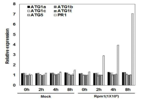 야생형에 Pst DC3000(avrRpm1) 처리 후 시간별 유전자 발현 분석