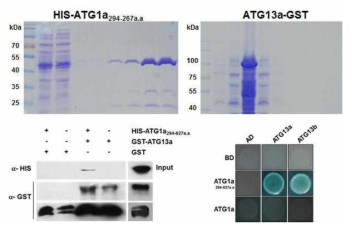 ATG1a 294-267aa와 ATG13a, ATG13b의 Pull down assay와 Y2H를 통한 상호결합 확인294-267aa