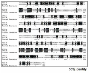 ATG13a와 ATG13b의 아미노산 서열 상동성 분석