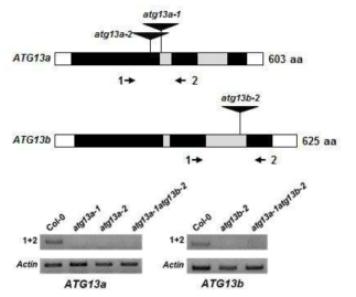 atg13a-1, atg13a-2, atg13b-2, atg13a-1 atg13b-2 돌연변이체 제작