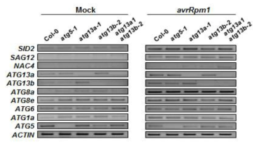Pst DC3000 (avrRpm1) 주입 후 ATG13 및 자가포식소체 형성 유전자들의 발현 분석