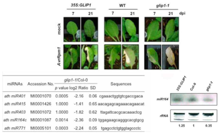 glip1-1 돌연변이체에서 보이는 세포사멸 현상(위)와 miRNA chip 및 변화된 miR164에 대한 northern blot 분석(아래)