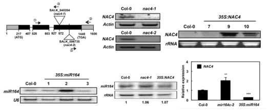 nac4-1 돌연변이체 선별(위) 및 NAC4와 miR164 과발현 식물체 선별과 각 식물체에서의 유전자 발현 비교(아래)