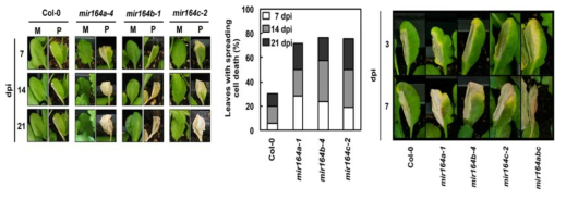 mir164abc 삼중 돌연변이 식물체의 과민성 세포사멸 관찰 및 빈도 분석