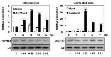 Pst DC3000 (avrRpt2)가 접종된 조직(좌)과 주변 조직(우)에서 AGO1 단백질과 결합하는 miR164 발현 분석