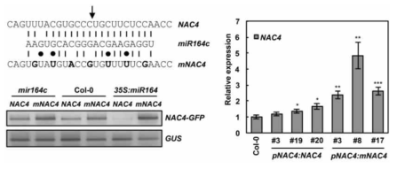 miR164와 NAC4의 상보적 결합과 protoplast에서의 NAC4 발현 비교(좌) 및 형질전환 식물체에서 NAC4의 발현 분석(우)