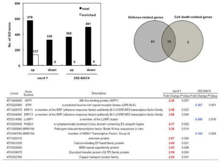 NAC4 발현과 관련된 유전자들의 GO term 분석과 방어기전과 세포사멸 기능에 관련된 유전자 분석(위) 및 상기 기작에 관여하는 유전자들의 목록(아래)
