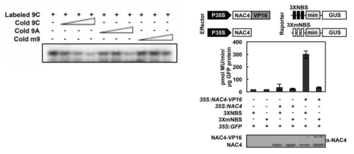 특이적 결합 확인을 위한 competiiton assay(좌)과 promoter 활성(우) 분석