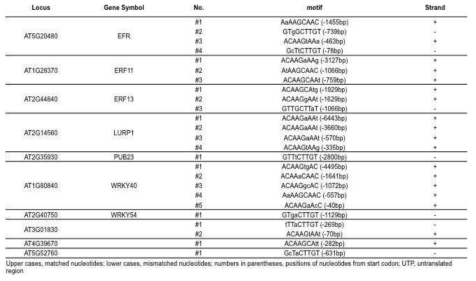 promoter에 NAC4 결합 염기서열을 갖는 유전자들의 목록