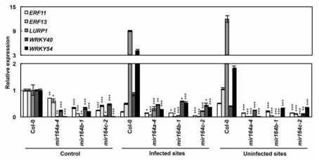 mir164 식물체와 야생형 식물체에서의 발현 비교