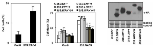 야생형과 35S:NAC4 protoplast에서 세포사멸 빈도, 유전자의 도입에 의한 세포사멸 빈도의 변화와 단백질 발현 확인