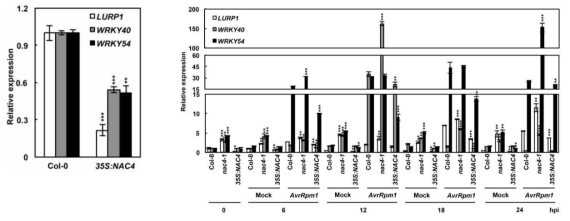 야생형과 35S:NAC4 식물체에서 NAC4 표적 유전자들의 발현(좌) 및 Pst DC3000 (avrRpm1) 접종 후 유전자들의 발현(우) 비교