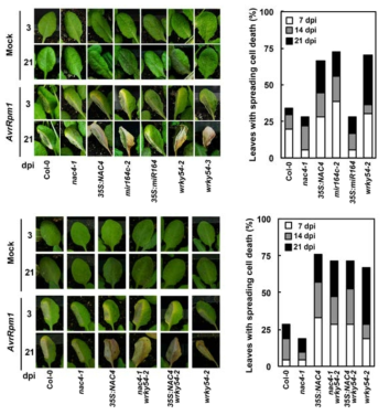 Pst DC3000 (avrRpm1) 처리 후 wrky54의 세포사멸과 빈도(위) 및 nac4-1 wrky54-2와 35S:NAC4 wrky54-2의 세포사멸과 빈도(아래) 분석