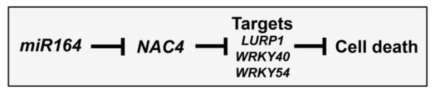 miR164, NAC4, NAC4 표적 유전자에 의한 세포사멸 조절 기작에 대한 모식도