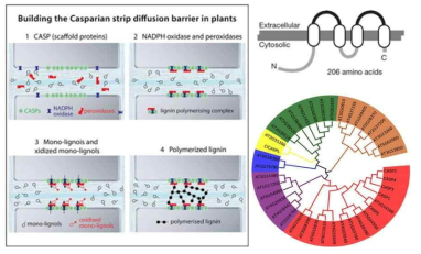 뿌리 세포에서 Casparian strip의 형성 메커니즘과 CASP 단백질 구조 및 애기장대 내 CASP 유전자의 계통수