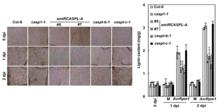 Pst DC3000 (avrRpm1) 처리 후 선별된 CASP 돌연변이체에서의 리그닌의 축적 표현형과 함량 측정