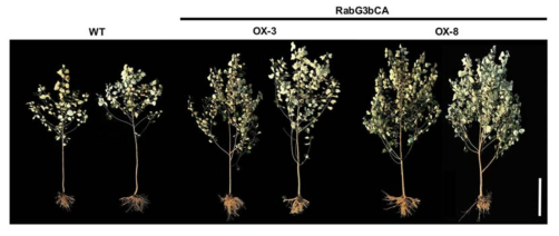 비대기의 야생형과 RabG3bCA 형질전환 포플러의 표현형 관찰