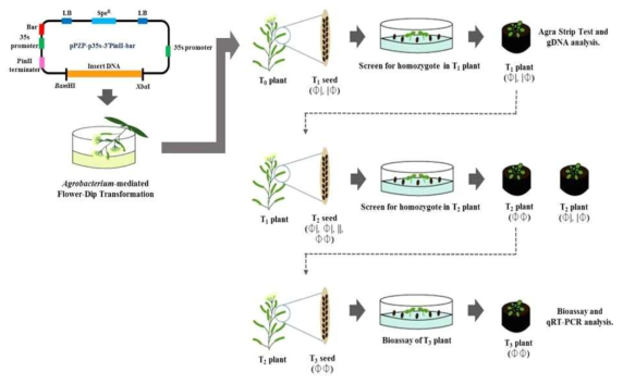 Arabidopsis transformation and screen of homozygote lines