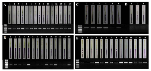 건조 저항 유전자가 삽입된 애기장대의 agraStrip LL bilk grain strip test (A; TF4, B; TF6, C; TF9, D; TF24, E; TF25)
