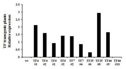 건조 저항 유전자가 도입된 형질전환체 TF line과 야생형 애기장대의 qRT-PCR을 이요한 발현량 확인. (TF4: Os02g0764700, TF6: Os05g0442400, TF7: Os03g0180900, TF25: Os12g0123800, TF44: Os02g0176000)