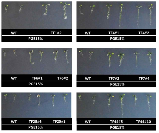 15% PEG treatment in seedling stage of wild type and drought-responsive transgenic Arabidopsis. (TF1: Os02g0649300, TF4: Os02g0764700, TF6: Os05g0442400, TF7: Os03g0180900, TF25: Os12g0123800, TF44: Os02g0176000)