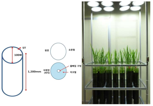 특수 제작된 아크릴 배양관에 벼의 배양 모습