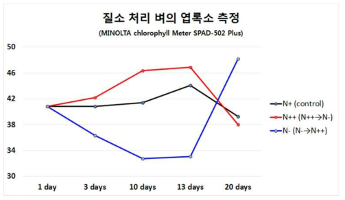 질소 처리 벼의 엽록소 측정