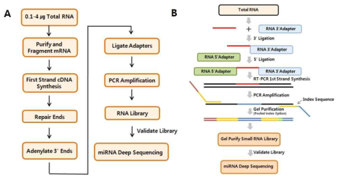 질소 대사관련 genomic NGS을 위한 mRNA (A) 및 small RNA prep kit (B) 사용 개요