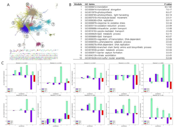 유전자 발현 네트워크에서의 크기 기준 상위 10개의 유전자 클러스터 분석 결과. A) 상 위 10개 유전자 클러스터의 유전자 발현 네트워크에서의 위치. B) 상위 10개 유전자 클러스터의 GO enrichment 분석 결과. C) 상위 10개 유전자 클러스터의 질소처리에 대한 유전자 발현 변 화 도표