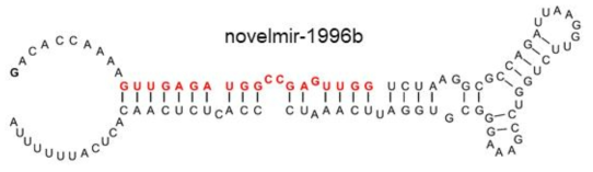 헤어핀 구조와 miRNA의 속성들을 갖춘 novel miRNA-1996b