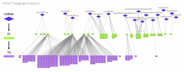 선발된 miRNA의 TF-TG 관계에 대한 네트워크. 청색이 miRNA, 녹색이 TF, 분홍색이 TG를 뜻 함. 결과 해석 중 osa-miR166h가 유의미한 조절인자로 보였음. novel miRNA 4개가 TF를 표적하였으 나, 해당 TF에 대한 유의미한 TG가 탐색되지 않았음